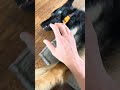 Play and annoy my German Shepherd dog during raining day