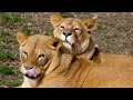 MAJESTIC WILDLIFE 8K | Animal Documentary with Relaxing Nature Sounds