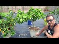 Complete Guide To FERTILIZING CITRUS TREES In Containers