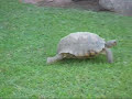 Tank - Calif Desert Tortoise running fast