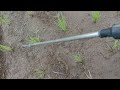 Penyemprotan rumput , biji pada padi || spraying grass, seeds on rice