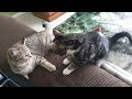 Baby Cookie & Simba  wrestling (loving memory of Cookie)#catlover #cat #kitten #cute #shortsvideo
