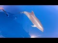 Offshore Bottlenose Dolphin with injured dorsal fin. 3/8/2024