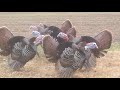 Jerky Turkeys! | Thanksgiving Fails | Funny TBF Videos 2019