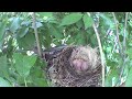 American Robin Nest 2022 - Attacked by a Crow :(