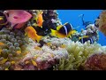 Amazing Wildlife of The World 4K ULTRA HD 🐠 The Best Sea Animals for Relaxation & Relaxing Music