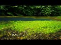 4K + Natural Sounds - Flowers blooming in the cold spring water in June - Baikamo, Samegai-juku