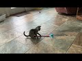 Interactive Cat Toy Ball