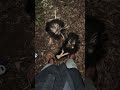 Skunks For Fourteen Minutes #backyardwildlife #skunks #opossums