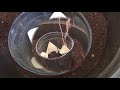 Aloe Vera - How to Replant