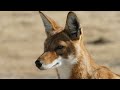The Lost Wolves Of Africa | Ethiopian Wolf Documentary