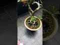 Poking every plant in my house