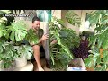 LARGE MONSTERA ADANSONII - update & upgrade to plastic backed pole