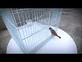 Awesome!  3 Easy bird trap