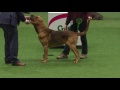 Whippet wins Hound Group Judging | Crufts 2016