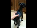 Cooking With The Miniature Schnauzer