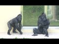 Silverback gets angry and knocks his son to the ground.｜Shabani Group