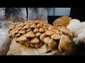 Mushroom Overgrowth and Grain Spawn Incubation | Southwest Mushrooms