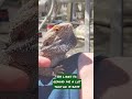 BEARDED dragon tells Dad who is boss