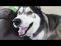 My Dog Throws His Bowl At Me Demanding Waffles! Talking Husky!