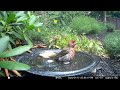 Bird Bath, July 17, 2024