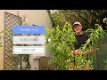 Summer pruning a peach tree | Year ONE 🍑🍑🍑 Why & How to SUMMER PRUNE peach trees