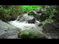 Natural Sounds and Beautiful birds sounds in a tropical forest, peaceful forest river sounds, ASMR