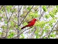 Male Northern Cardinal - Feeding on Bradford Pear Flowers - Tulsa, Ok - River Park Trails (3-13-24)