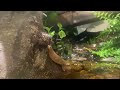 Years old rainforest ecosystem vivarium over time, this happened...