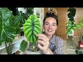 Sorry If This Makes You Buy More 😬🌱 ALOCASIA Collection Tour, Growth Updates + FUN FACTS