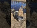 Ralph Swims After a Bird