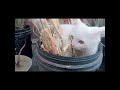 Funniest cat's video 😂 | 2024 | part 40|😂🤣🤣😂🤣🤣😹@Laughing_pawas