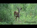 Mule Deer - Buck | Canada's Nature | Wildlife | B.C. Canada