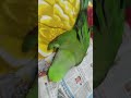 Parrot gets angry on newspaper#angrybirds