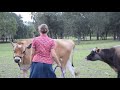 How to Train a Cow to Lead - Halter Break a Cow - Raising a Family Milk Cow 3