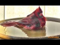 Spring of 2013 with Cardinal Family ( in HD )