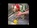 CLASSIC Dog and Cat Videos 😹🐱😂 1 HOURS of FUNNY Clips 🐤 Cute baby animals videos 2024