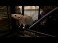 Rats react to Oreo
