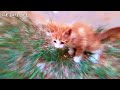 Adorable Bliss: Kitten and Mom's Playtime Magic 😊🐈