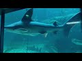 Mystique Shark | Ocean Park Hong Kong |