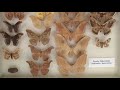 Moths vs Butterflies