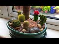 DIY Indoor Mini Cacti Garden!