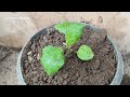 New skills! Eggplant tree a growing from eggplant fruit in pot