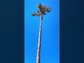 100 foot tree gets cut down