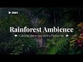 Rain On Forest Hut • Rain Ambient Sound for Sleeping, Studying and Relaxing [ 2 HOURS ] 🏞️🏞️🍃🌧️