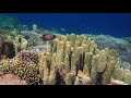 4K Coral World - Tropical Reef Fish - Relaxing Underwater Ocean Video & Sounds - No Loop - Ultra HD