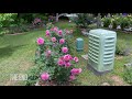 A Tour of My Personal Rose Garden