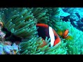 Aquarium 4K VIDEO (ULTRA HD) 🐠 Beautiful Coral Reef Fish - Relaxing Sleep Meditation Music #46