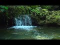 Relaxing Music and Nature Sounds: Healing Inner Self, Stress Relief, Deep Sleep | Tranquil Melodies