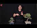 🌳 PODA de ÁRBOL DE LA ABUNDANCIA BONSAI | #NoSeasComoTony